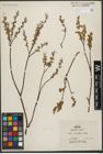 Foto von Salix L.